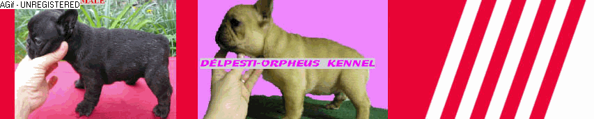 ORPHEUSBULLDOG  -  ENGLISH - FRENCIHIES BULLDOGS  - PUGS